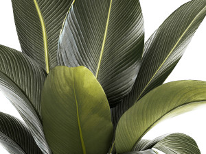 Beautiful Strelitzia and Ravenala plant in a flower pot 1326 Modello 3D