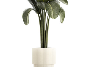 Beautiful Strelitzia and Ravenala plant in a flower pot 1326 Modello 3D