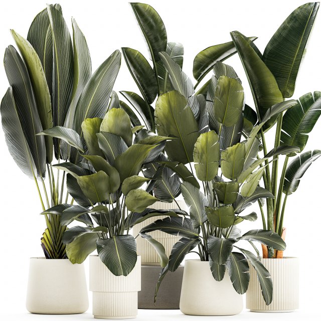 Set beautiful plant Strelitzia and Ravenala in a flower pot 1327 3D मॉडल .c4d .max .obj .3ds .fbx .stl .blend 