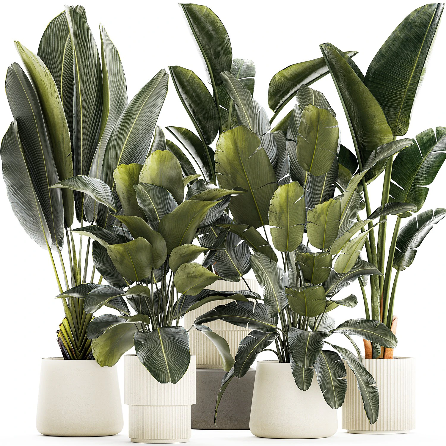 Set beautiful plant Strelitzia and Ravenala in a flower pot 1327 3D Model .c4d .max .obj .3ds .fbx .stl .blend 