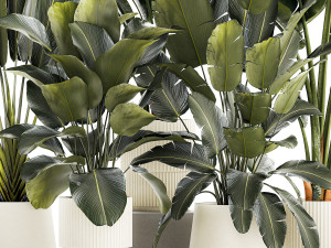 Set beautiful plant Strelitzia and Ravenala in a flower pot 1327 3D मॉडल