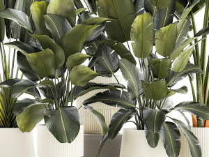 Set beautiful plant Strelitzia and Ravenala in a flower pot 1327 3D Model