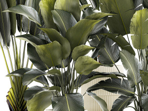 Set beautiful plant Strelitzia and Ravenala in a flower pot 1327 3D मॉडल