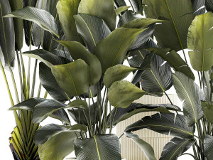 Set beautiful plant Strelitzia and Ravenala in a flower pot 1327 3D Model