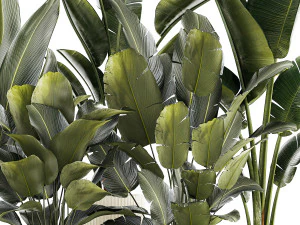 Set beautiful plant Strelitzia and Ravenala in a flower pot 1327 3D Model