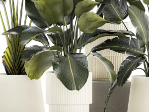 Set beautiful plant Strelitzia and Ravenala in a flower pot 1327 3D Model