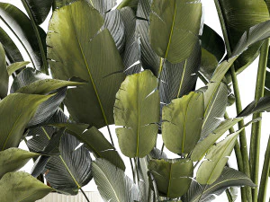 Set beautiful plant Strelitzia and Ravenala in a flower pot 1327 3D Model