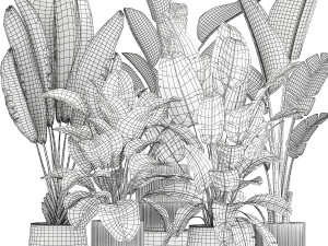 Set beautiful plant Strelitzia and Ravenala in a flower pot 1327 3D मॉडल