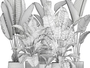 Set beautiful plant Strelitzia and Ravenala in a flower pot 1327 3D Model