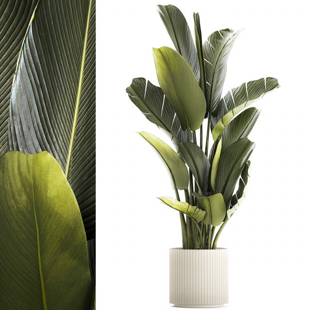Beautiful Strelitzia and Ravenala plant in a flower pot 1328 3D 模型 .c4d .max .obj .3ds .fbx .stl .blend