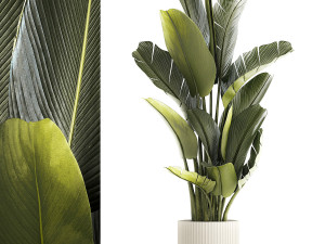 Beautiful Strelitzia and Ravenala plant in a flower pot 1328 Modèle 3D