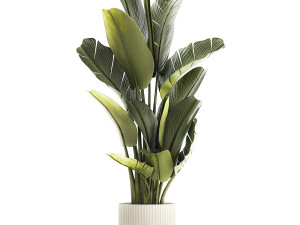 Beautiful Strelitzia and Ravenala plant in a flower pot 1328 3D 模型