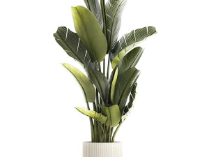 Beautiful Strelitzia and Ravenala plant in a flower pot 1328 3D Model