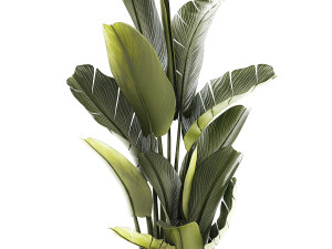 Beautiful Strelitzia and Ravenala plant in a flower pot 1328 3D 模型
