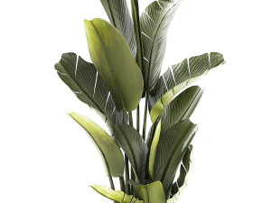 Beautiful Strelitzia and Ravenala plant in a flower pot 1328 3D Model