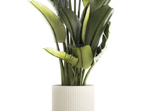 Beautiful Strelitzia and Ravenala plant in a flower pot 1328 3D Model