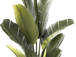 Beautiful Strelitzia and Ravenala plant in a flower pot 1328 3D 模型