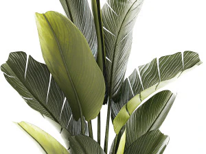 Beautiful Strelitzia and Ravenala plant in a flower pot 1328 3D Model