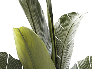 Beautiful Strelitzia and Ravenala plant in a flower pot 1328 3D Model