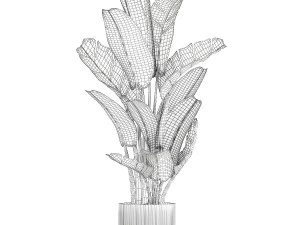 Beautiful Strelitzia and Ravenala plant in a flower pot 1328 3D Model