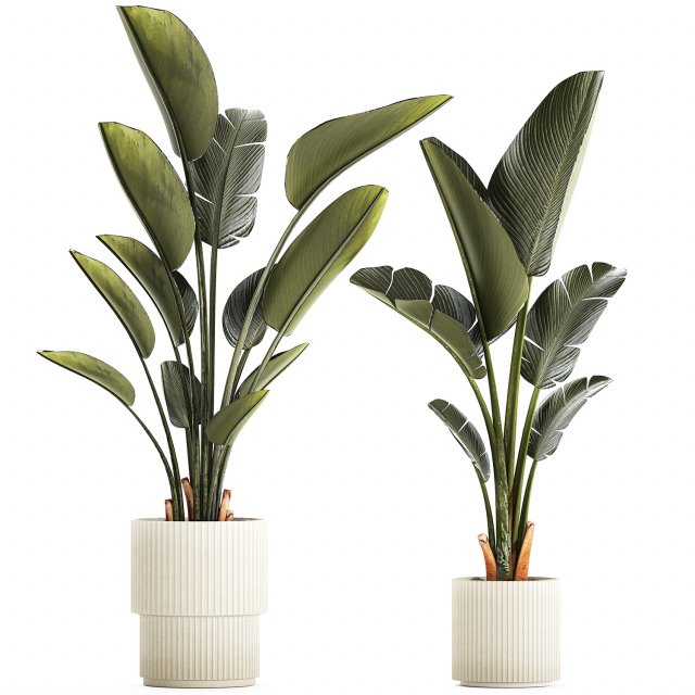 Beautiful Strelitzia and Ravenala plant in a flower pot 1329 3D Model .c4d .max .obj .3ds .fbx .stl .blend 