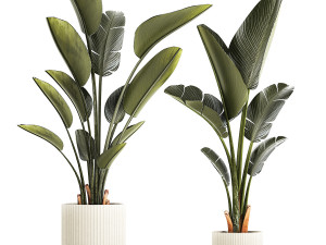 Beautiful Strelitzia and Ravenala plant in a flower pot 1329 3D Model