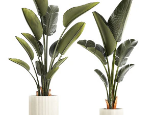 Красивое растение Стрелиция и Равенала в цветочном горшке 1329 г. 3D Модель