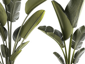 Beautiful Strelitzia and Ravenala plant in a flower pot 1329 3D Model