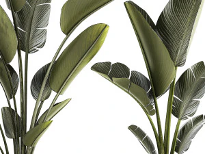 Beautiful Strelitzia and Ravenala plant in a flower pot 1329 3D Model