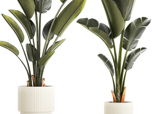 Beautiful Strelitzia and Ravenala plant in a flower pot 1329 3D Model