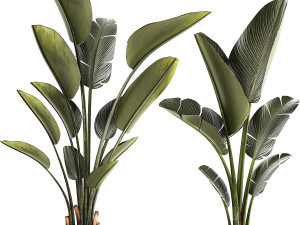 Beautiful Strelitzia and Ravenala plant in a flower pot 1329 3D Model