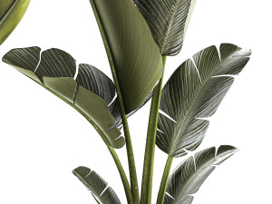 Beautiful Strelitzia and Ravenala plant in a flower pot 1329 3D Model