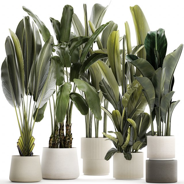 Set beautiful plant Strelitzia and Ravenala in a flower pot 1330 Modelo 3D .c4d .max .obj .3ds .fbx .stl .blend 