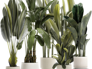 Set beautiful plant Strelitzia and Ravenala in a flower pot 1330 Modelo 3D