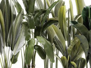 Set beautiful plant Strelitzia and Ravenala in a flower pot 1330 Modelo 3D