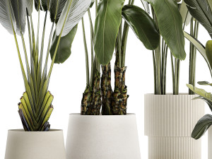Set beautiful plant Strelitzia and Ravenala in a flower pot 1330 Modelo 3D