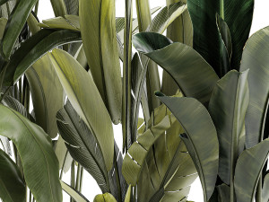 Set beautiful plant Strelitzia and Ravenala in a flower pot 1330 Modelo 3D