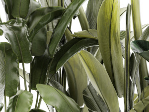 Set beautiful plant Strelitzia and Ravenala in a flower pot 1330 Modelo 3D