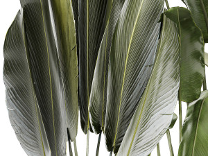 Set beautiful plant Strelitzia and Ravenala in a flower pot 1330 Modelo 3D