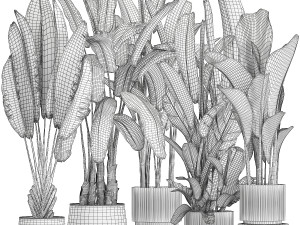 Set beautiful plant Strelitzia and Ravenala in a flower pot 1330 Modelo 3D