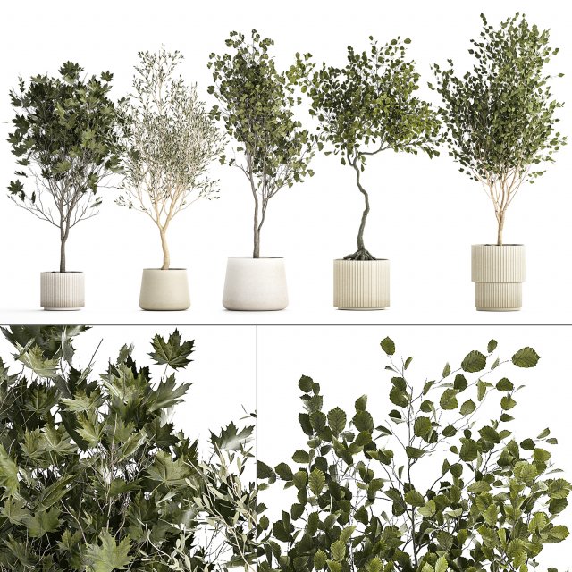 Set Of Beautiful Trees In Pots For Decoration 1331 3D मॉडल .c4d .max .obj .3ds .fbx .stl .blend 