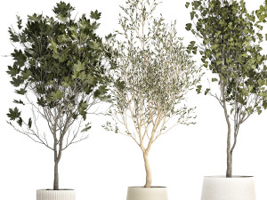 Set Of Beautiful Trees In Pots For Decoration 1331 3D मॉडल