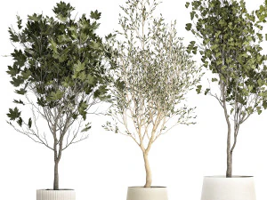 Set Of Beautiful Trees In Pots For Decoration 1331 3D Model