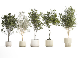 Set Of Beautiful Trees In Pots For Decoration 1331 3D मॉडल