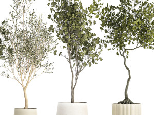 Set Of Beautiful Trees In Pots For Decoration 1331 3D मॉडल
