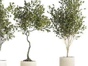 Set Of Beautiful Trees In Pots For Decoration 1331 3D मॉडल