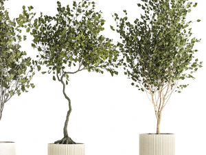 Set Of Beautiful Trees In Pots For Decoration 1331 3D Model