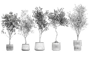 Set Of Beautiful Trees In Pots For Decoration 1331 3D मॉडल