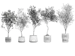 Set Of Beautiful Trees In Pots For Decoration 1331 3D Model