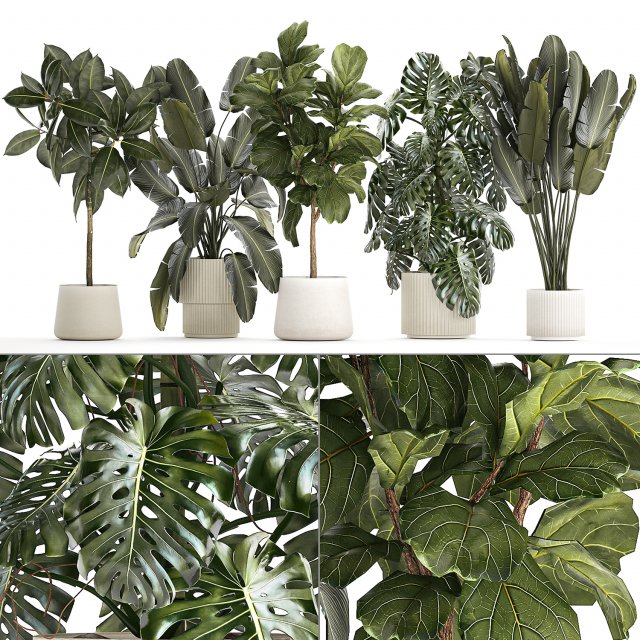 Set of beautiful plants and trees in pots for decoration 1322 3D मॉडल .c4d .max .obj .3ds .fbx .stl .blend 